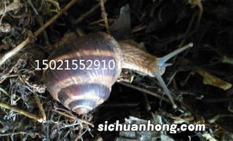 洛阳养蜗牛基地在哪里