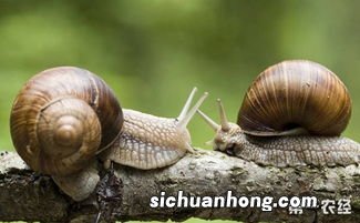 洛阳养蜗牛基地在哪里