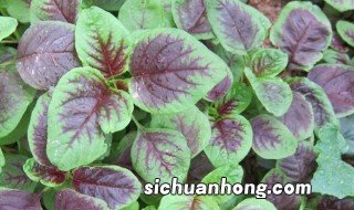 露地苋菜的种植时间与方法 露地苋菜怎么选土