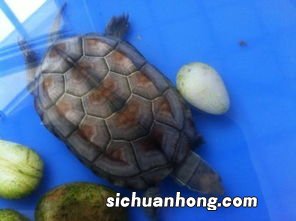 乌龟水温多少度最合适