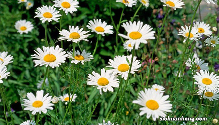 玛格丽特是一年生还是多年生植物 玛格丽特是一年生还是多年生