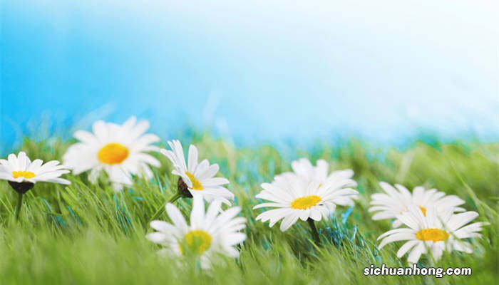 玛格丽特是一年生还是多年生植物 玛格丽特是一年生还是多年生