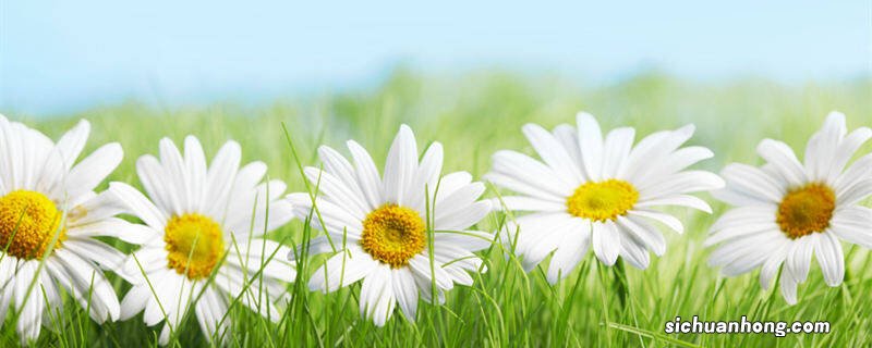 玛格丽特是一年生还是多年生植物 玛格丽特是一年生还是多年生