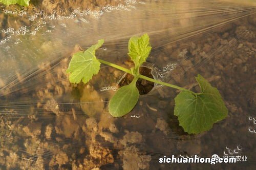 西葫芦怎样管理才能高产，西葫芦是角瓜吗