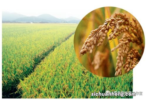 水田农业特点,附主要分布地区