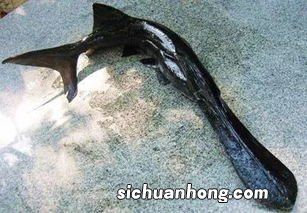 鸭嘴鱼产卵还是小鱼