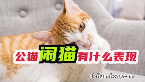 闹猫什么表现