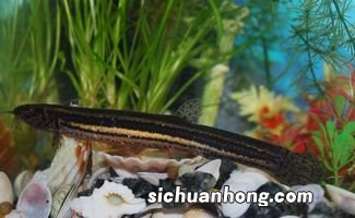 黄鳝笼放什么诱饵