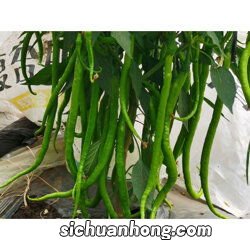 羊角椒种子如何下种
