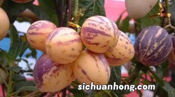 人参果为什么长得像人