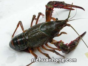 2到4钱的龙虾规格是多大