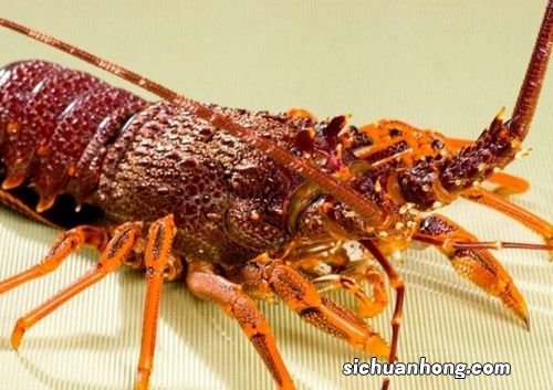 龙虾存活保养方法