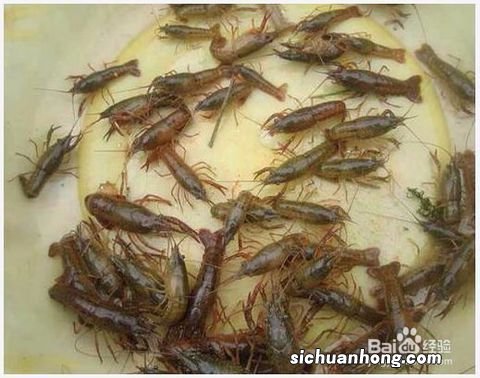 龙虾存活保养方法