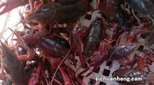 小龙虾进笼死亡无力是怎么回事?