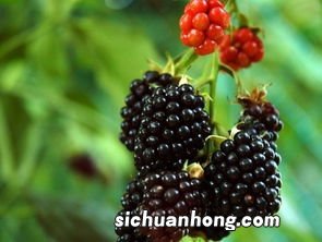 中国哪里适合种植黑莓