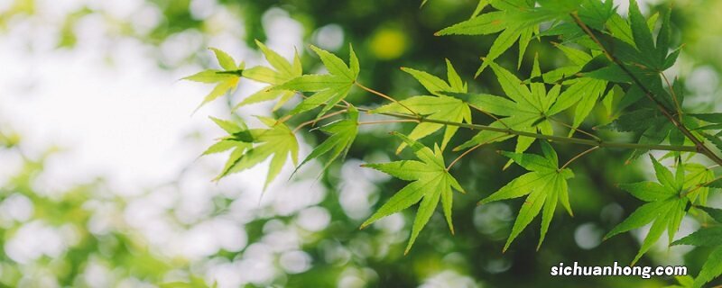 虎尾兰的风水禁忌 虎尾兰可以除甲醛吗