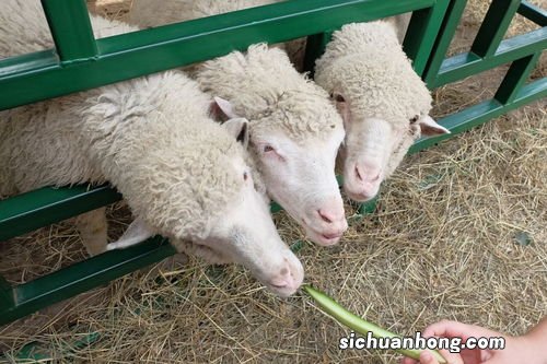 学养羊技术去哪里学