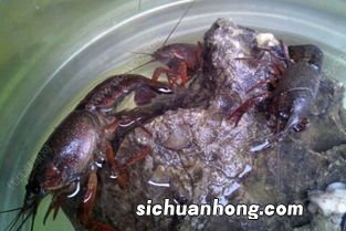 小龙虾吃什么食物 小龙虾喂养方法