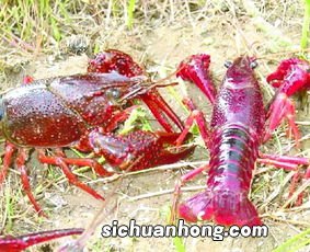 小龙虾吃什么食物 小龙虾喂养方法