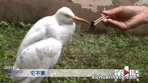 白鹭一天吃多少食物