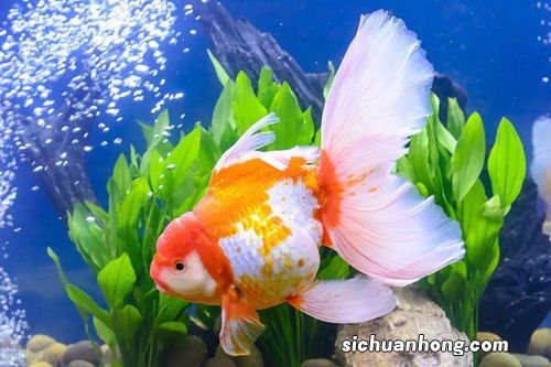 养鱼增氧泵一天开多久