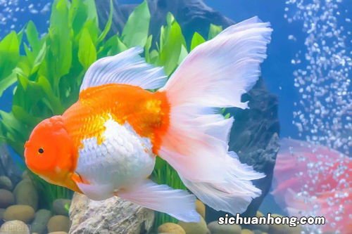 养鱼增氧泵一天开多久