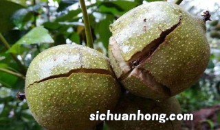 山核桃几月份成熟 山核桃是几月份成熟