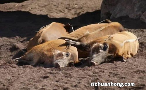 中国有养殖红河猪吗