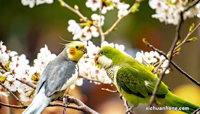 鹦鹉的特点有哪些特点 鹦鹉的四个特点