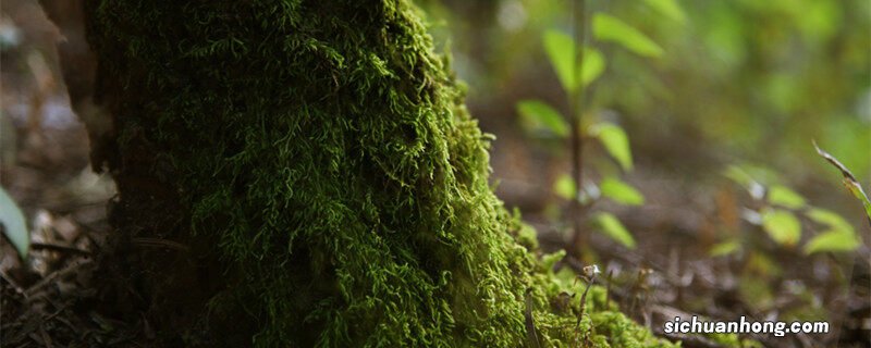 苔藓有根茎叶分化吗为什么 苔藓有根茎叶分化吗