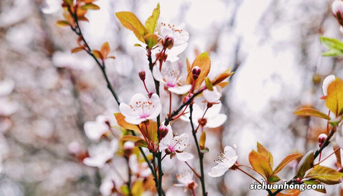 紫叶李是李子树吗图片 紫叶李是李子树吗