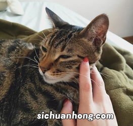 猫哪里能摸哪里不能摸