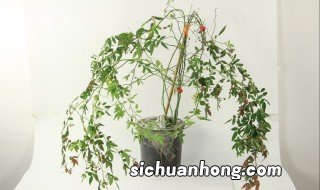 红木香种植方法和注意事项 红木香的养殖方法