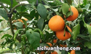 黄美人的养殖方法和注意事项 黄美人柑橘种植技术与管理技巧