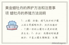 黄金蜡牡丹的养护方法和注意事项 蜡牡丹的养殖方法说明