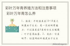 彩叶万年青养殖方法和注意事项 彩叶万年青怎么养