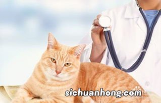 猫咪指甲开裂怎么办