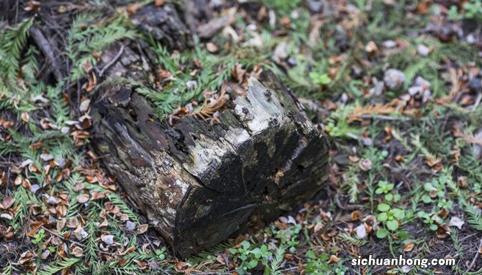 移栽植物时根部带泥土的主要目的是