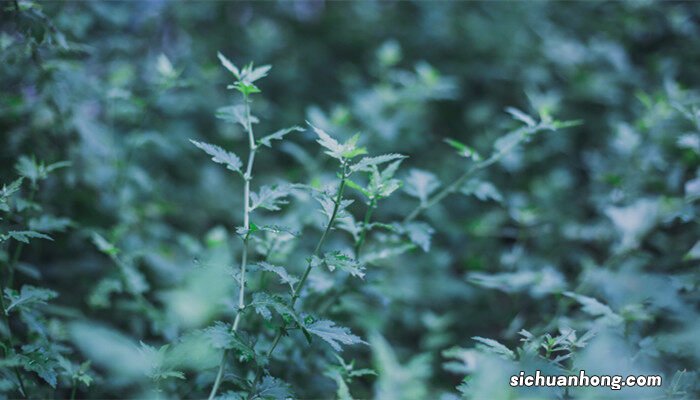 驱蚊草怎么养? 驱蚊草怎么养