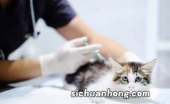 猫发情期能打疫苗吗