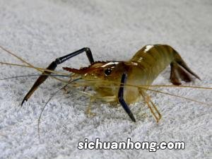 河虾和龙虾怎么洗？怎么进行河虾的冷冻处理