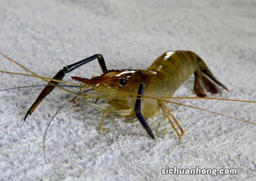 河虾和龙虾怎么洗？怎么进行河虾的冷冻处理