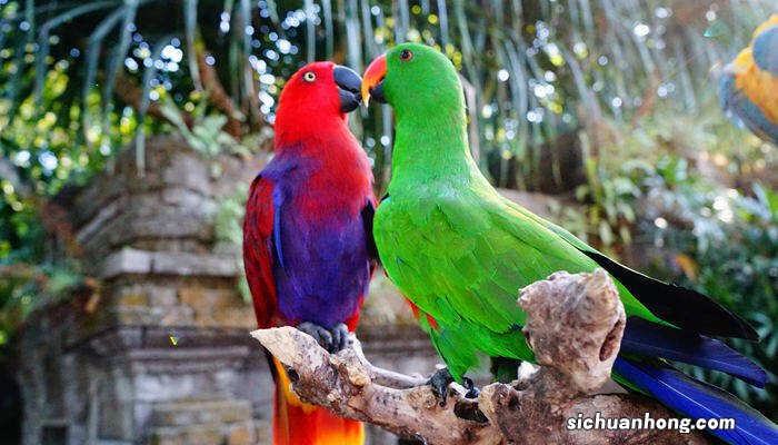 牡丹鹦鹉寿命多少年必须成对 牡丹鹦鹉寿命多少年