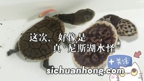 龙眼叶养龟用开水煮吗