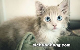 长毛猫有哪些品种