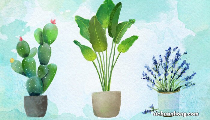 五加科植物的主要特征为 五加科植物的主要特征