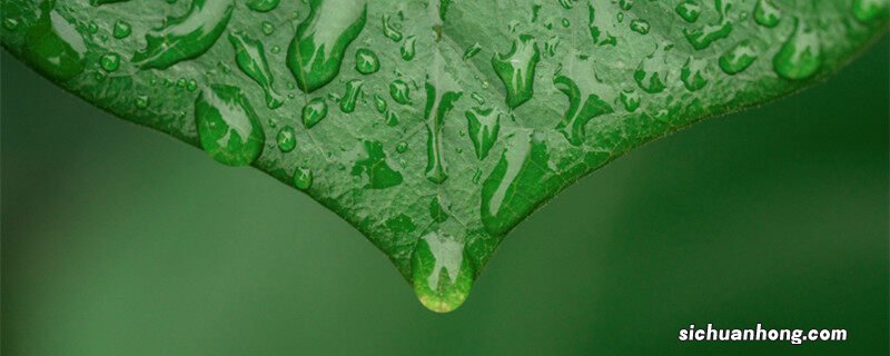 五加科植物的主要特征为 五加科植物的主要特征
