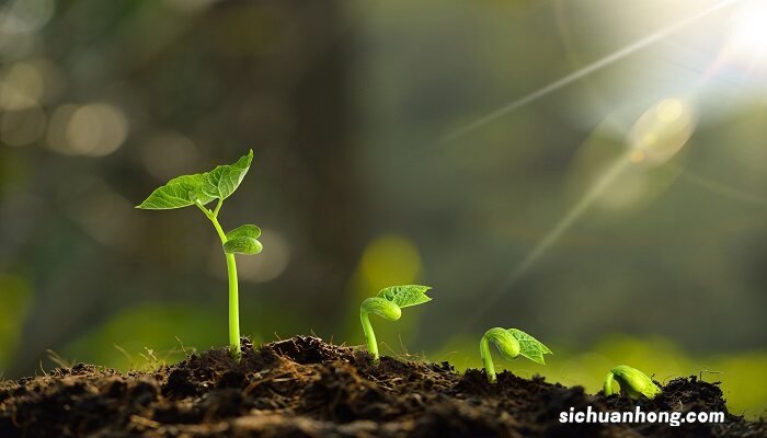 五加科植物的主要特征为 五加科植物的主要特征