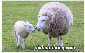 sheep复数形式