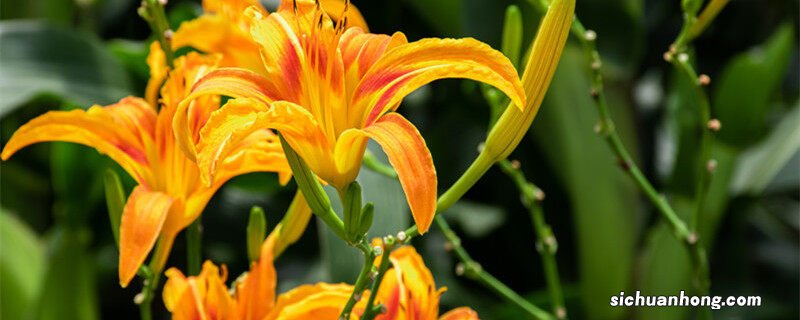 大花萱草和黄花菜的区别 萱草和黄花菜的区别